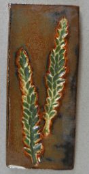 Plains Bristlegrass (Setaria macrostachya)