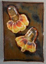 Mexican Hat (Ratibida columnifera)